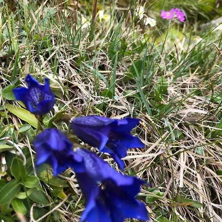 Finks דירה Going am Wilden Kaiser