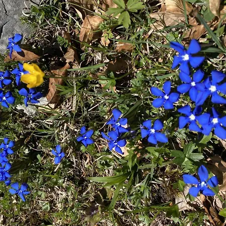 Διαμέρισμα Finks