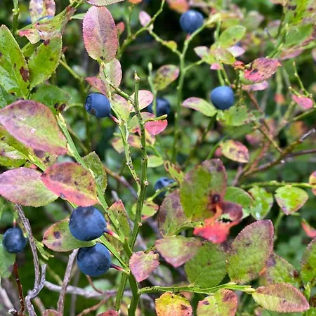 Finks Διαμέρισμα *